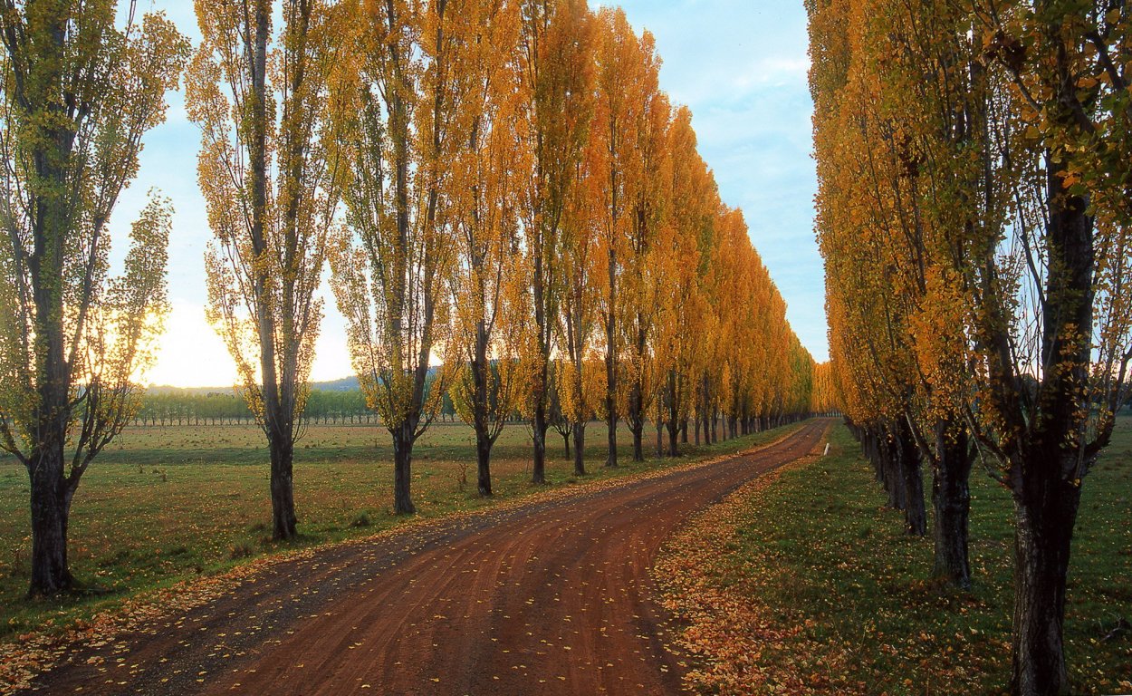 Тополь Башкирский пирамидальный