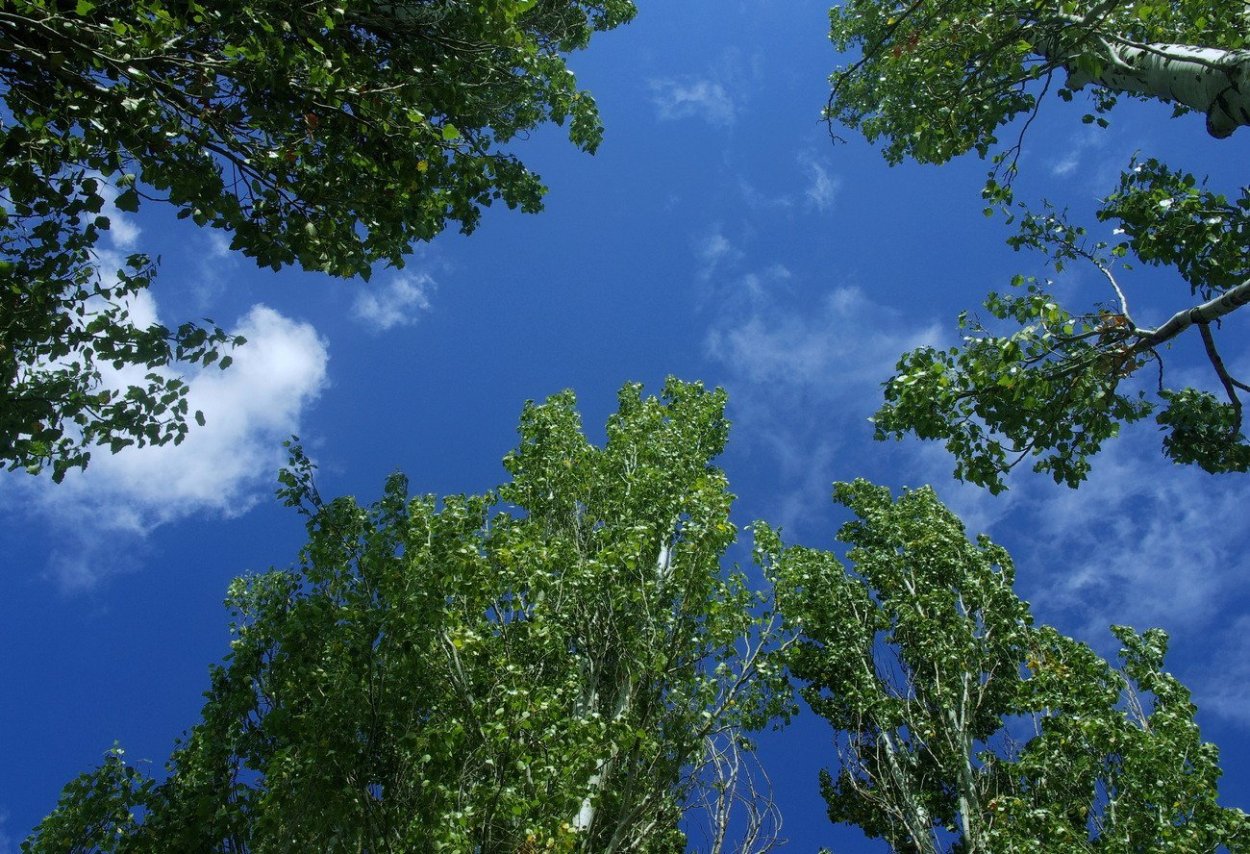 Красный Тополь дерево