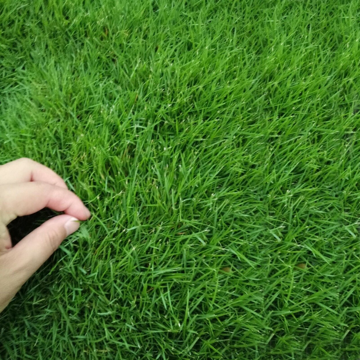 Семена газонных трав Lawn grass Seeds