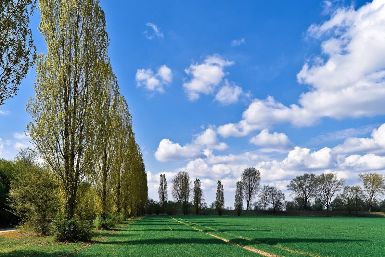 Тополь Берлинский
