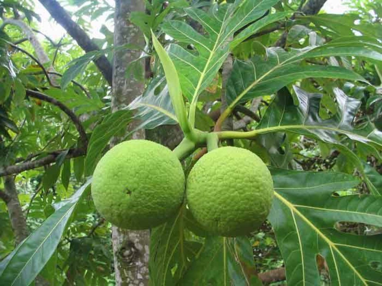 Орех маньчжурский (Juglans mandshurica)