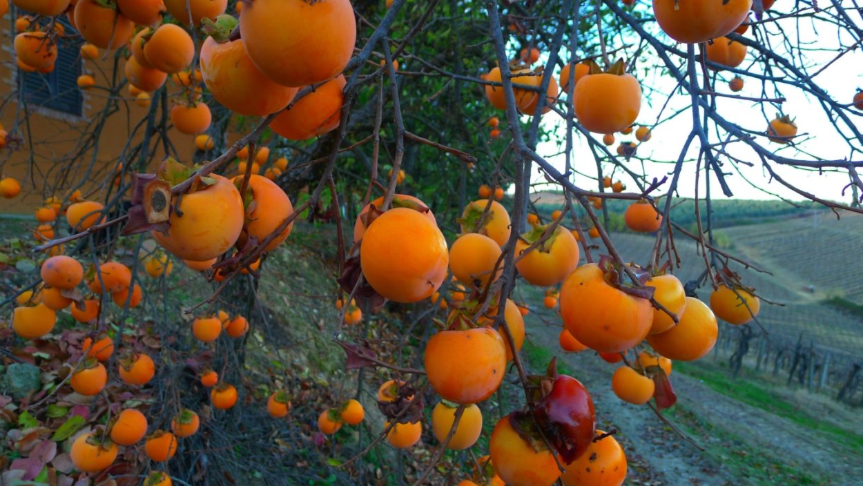 Хурма шишбурун