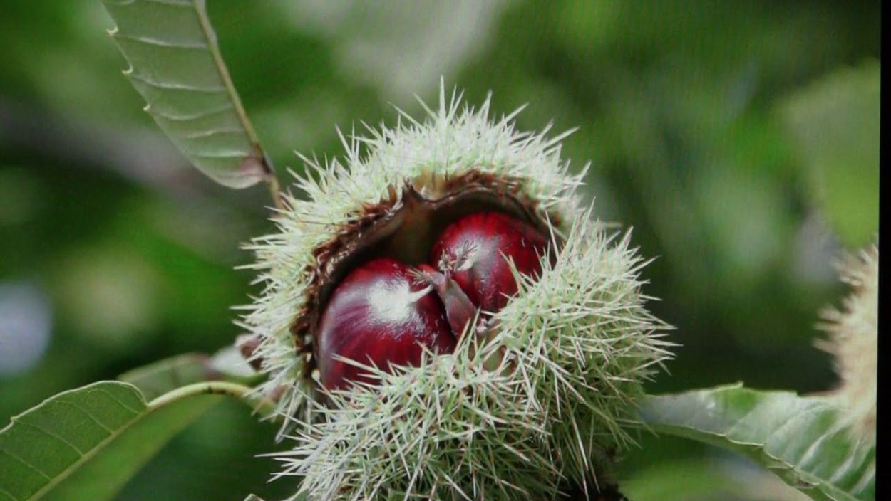 Могущественное дерево