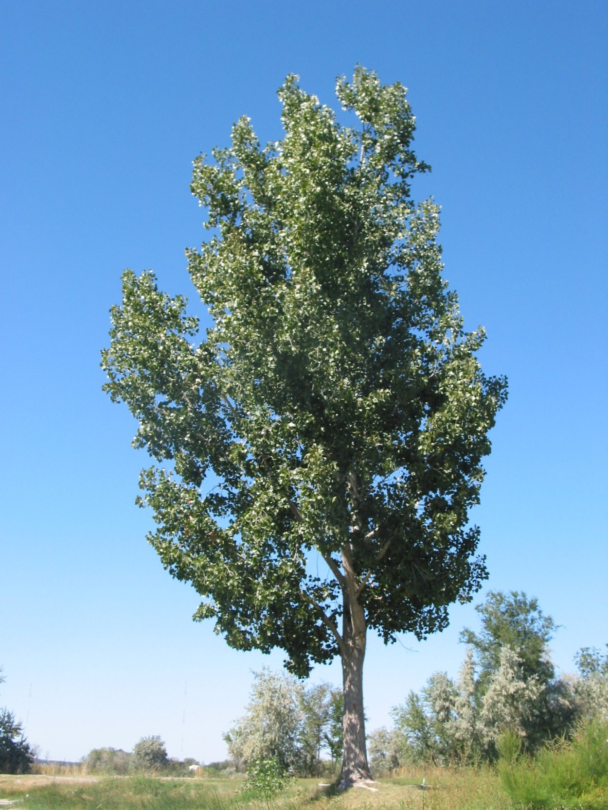 Populus Alba Тополь белый