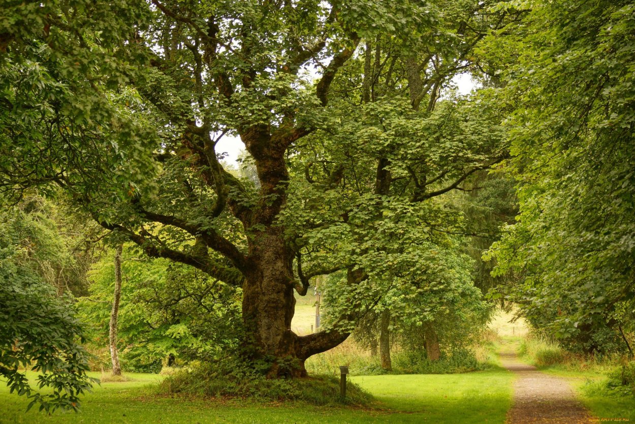 Раскидистая крона дуб