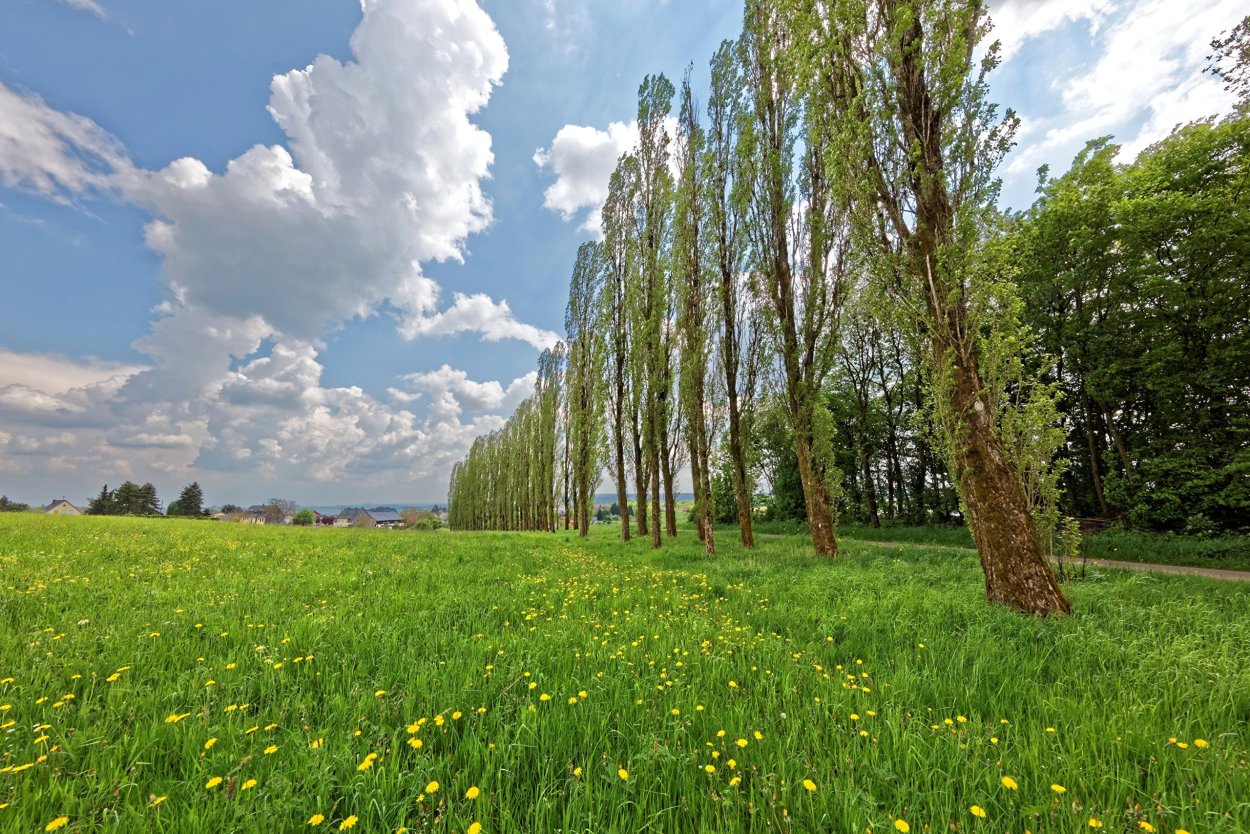 Луг с деревьями