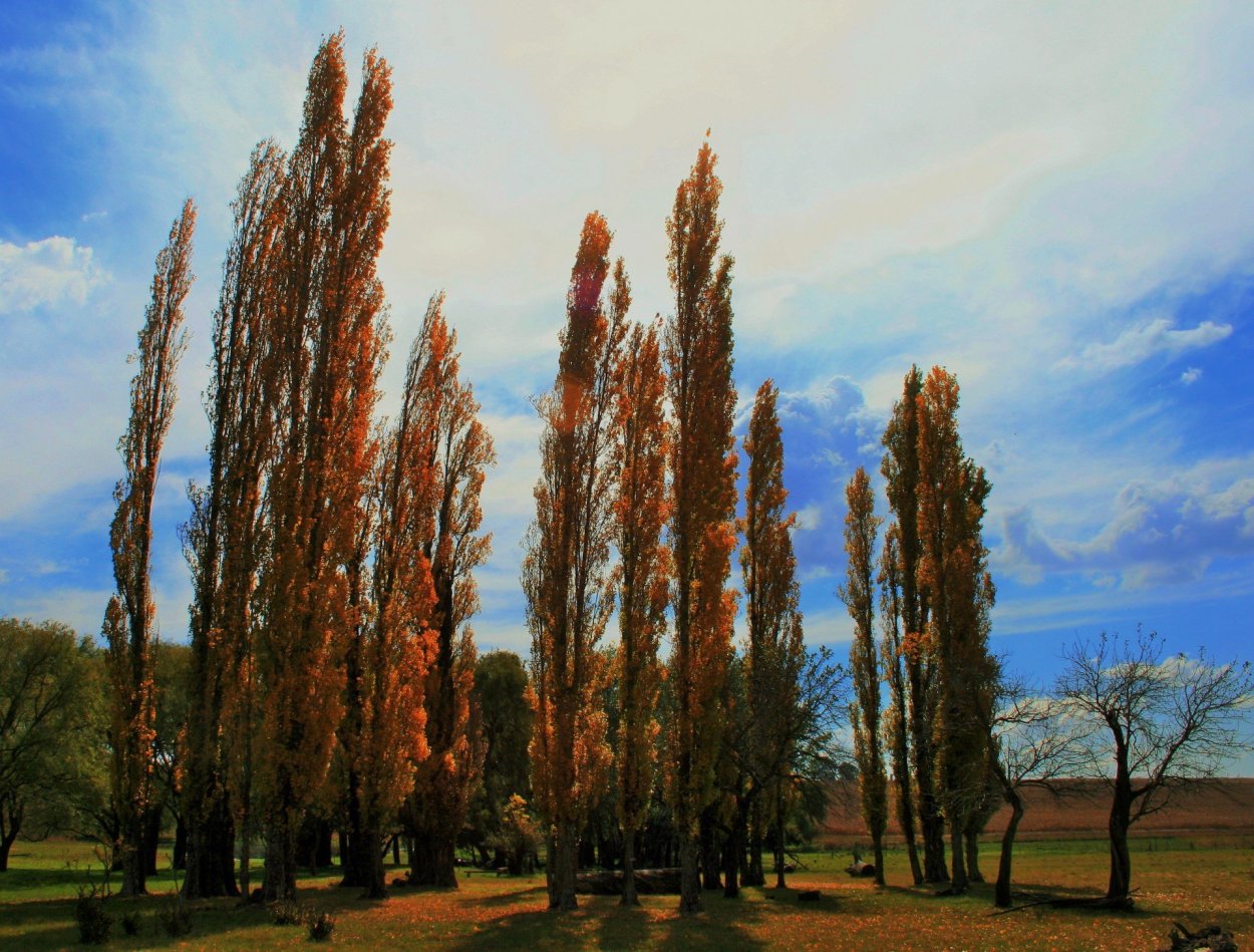 Тополь черный пирамидальный Италика