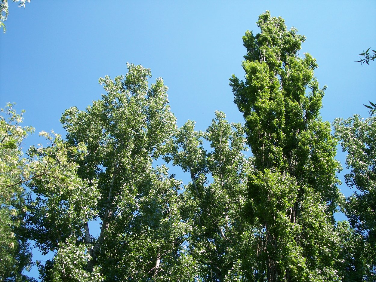 Тополь черный (Populus nigra)