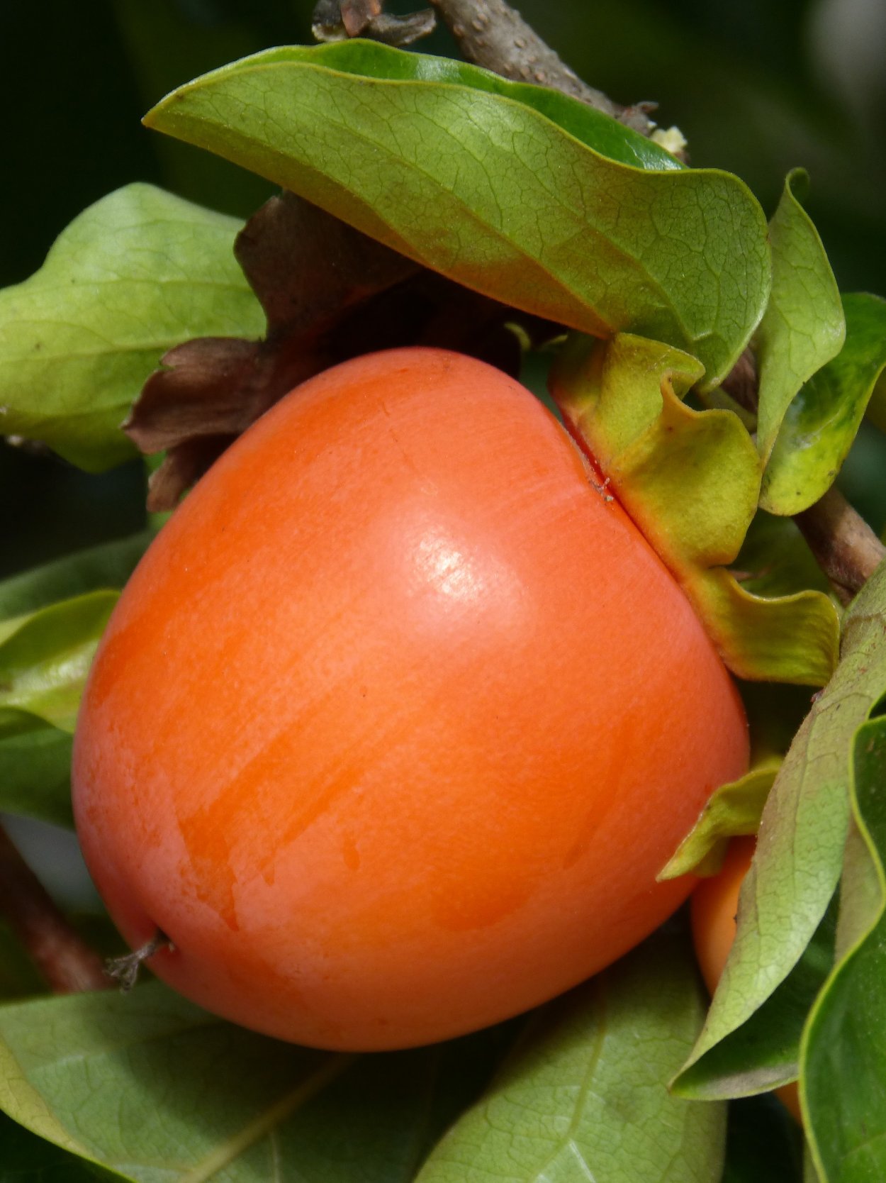 Виргинская хурма фрукты