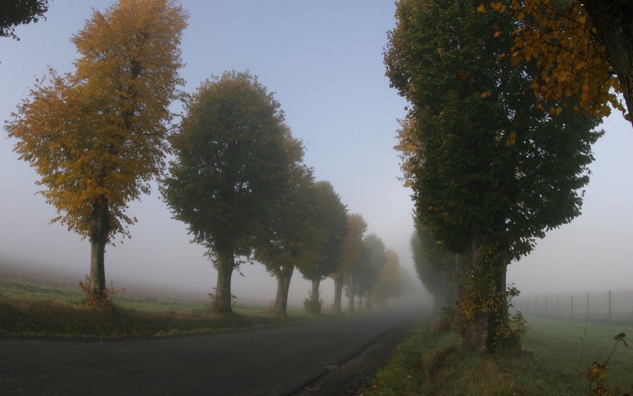 Кубань тополя