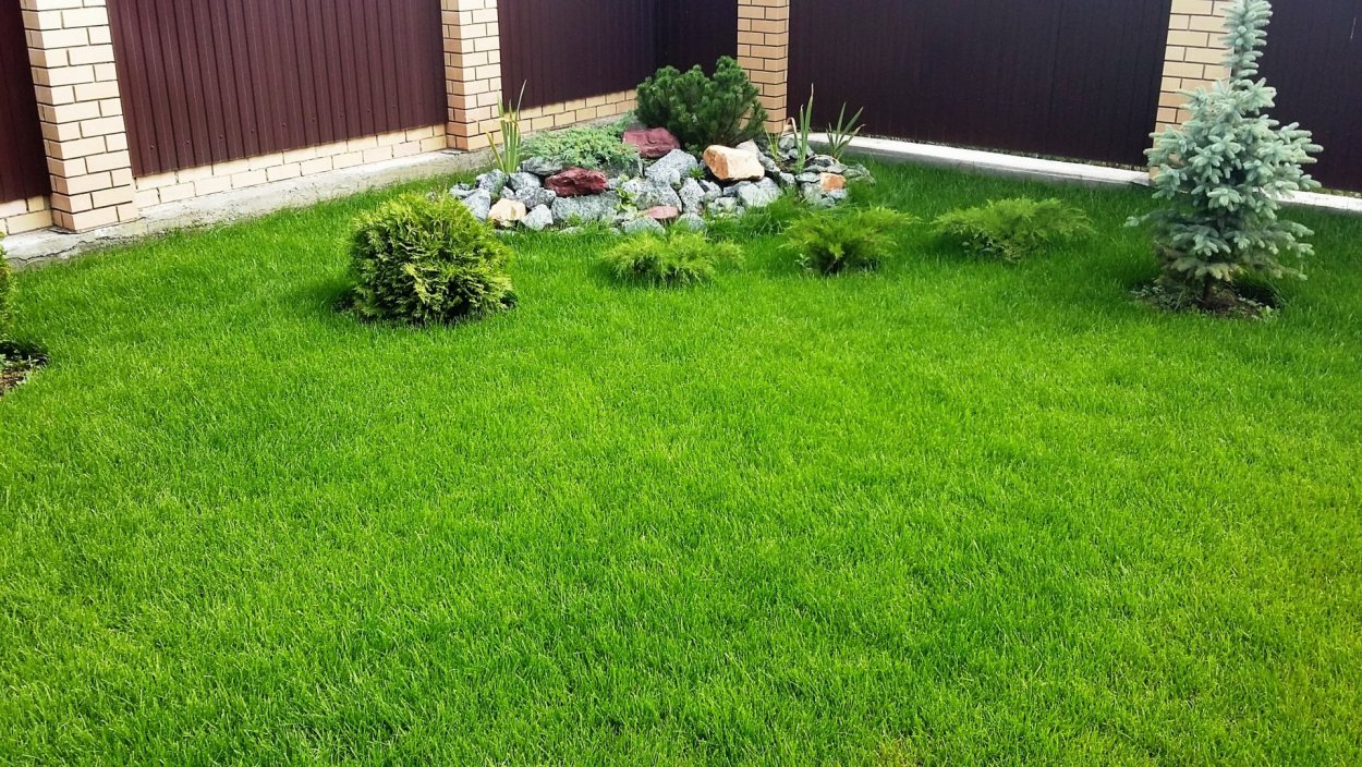 Рулонный газон