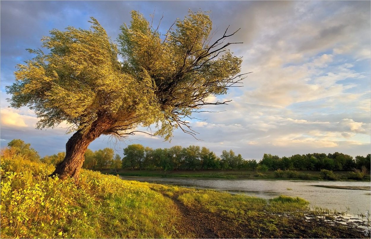 Дерево на переднем плане