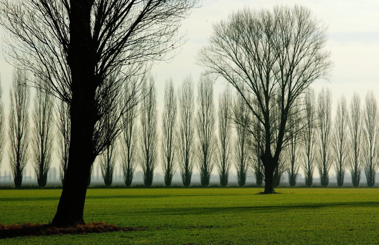 Тополь пирамидальный