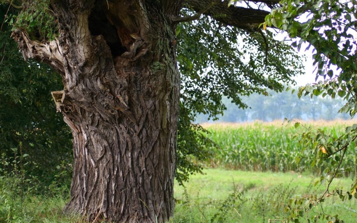 Тополь черный осокорь Марий Эл