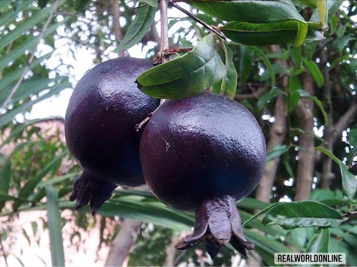 Азимина трилоба