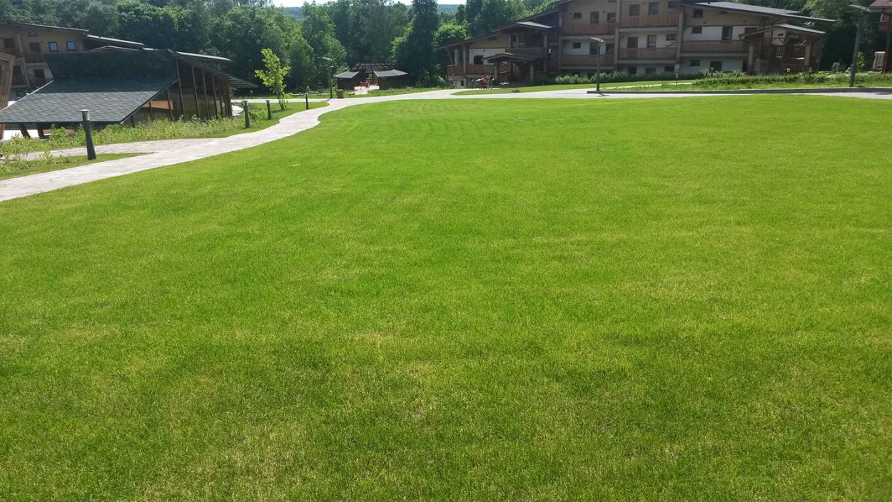 Поляна газонная трава