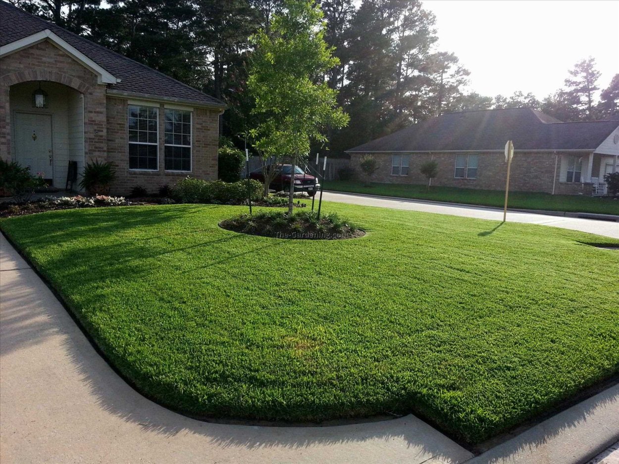 Партерный рулонный газон