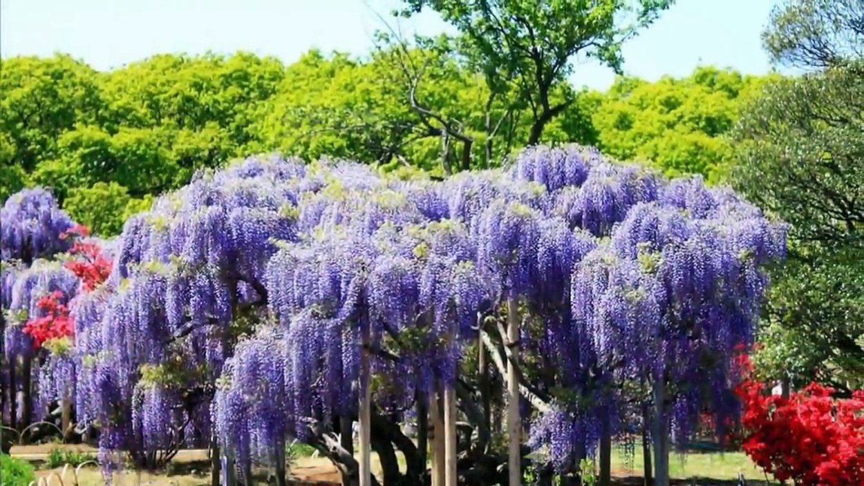 Глициния Сочи Дендрарий