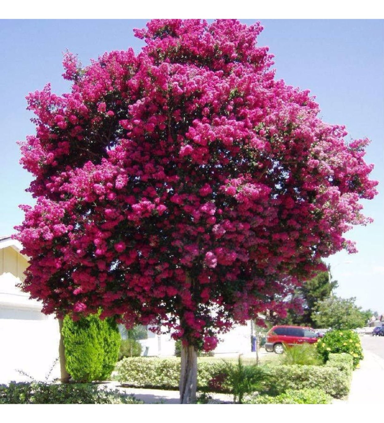 Лагерстремия индийская дерево