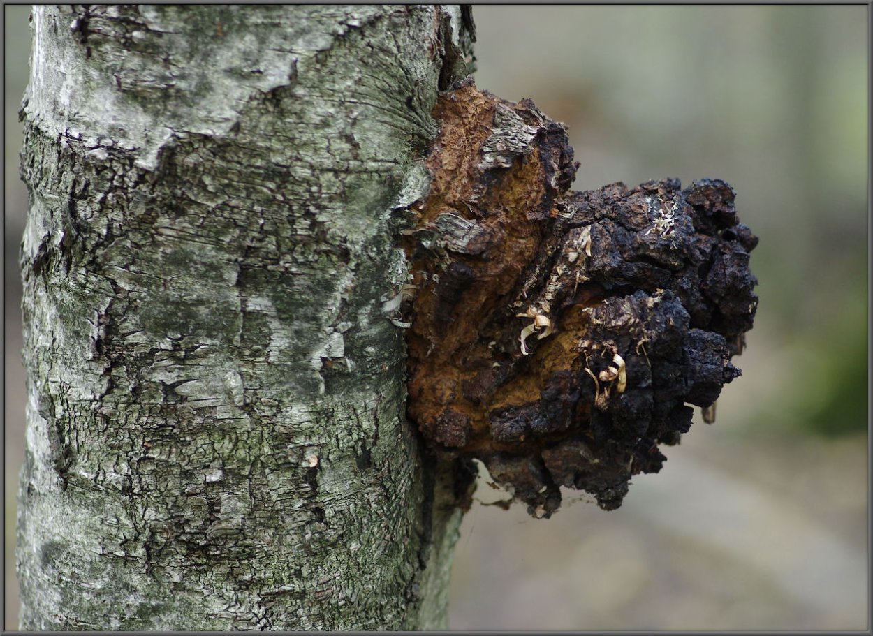 Яблоневая чага