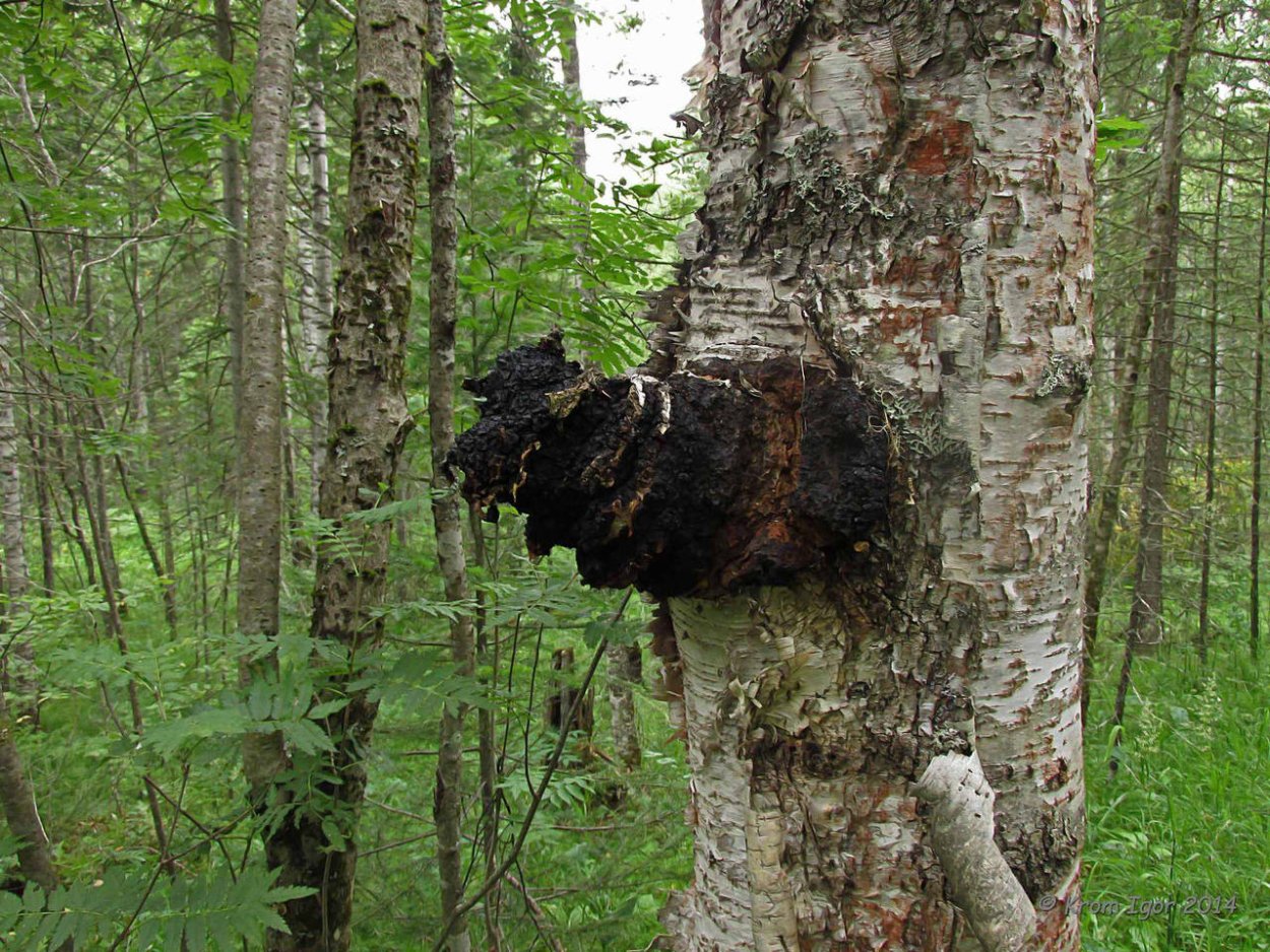 Чага, инонотус скошенный