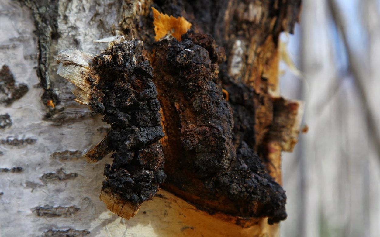 Чага (березовый гриб)