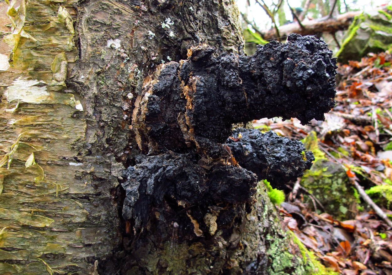 Чага Березовая