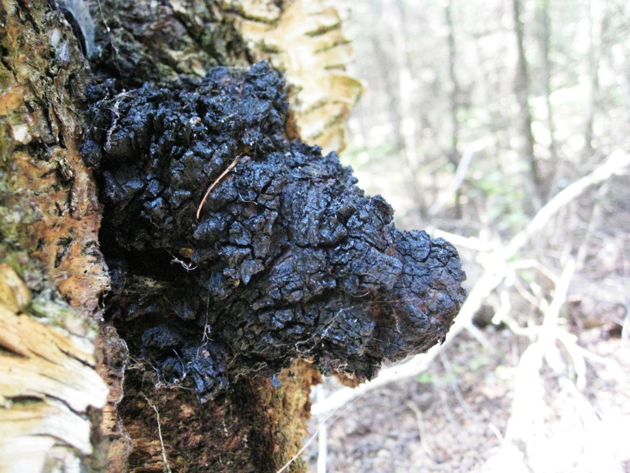 Чага (березовый гриб)