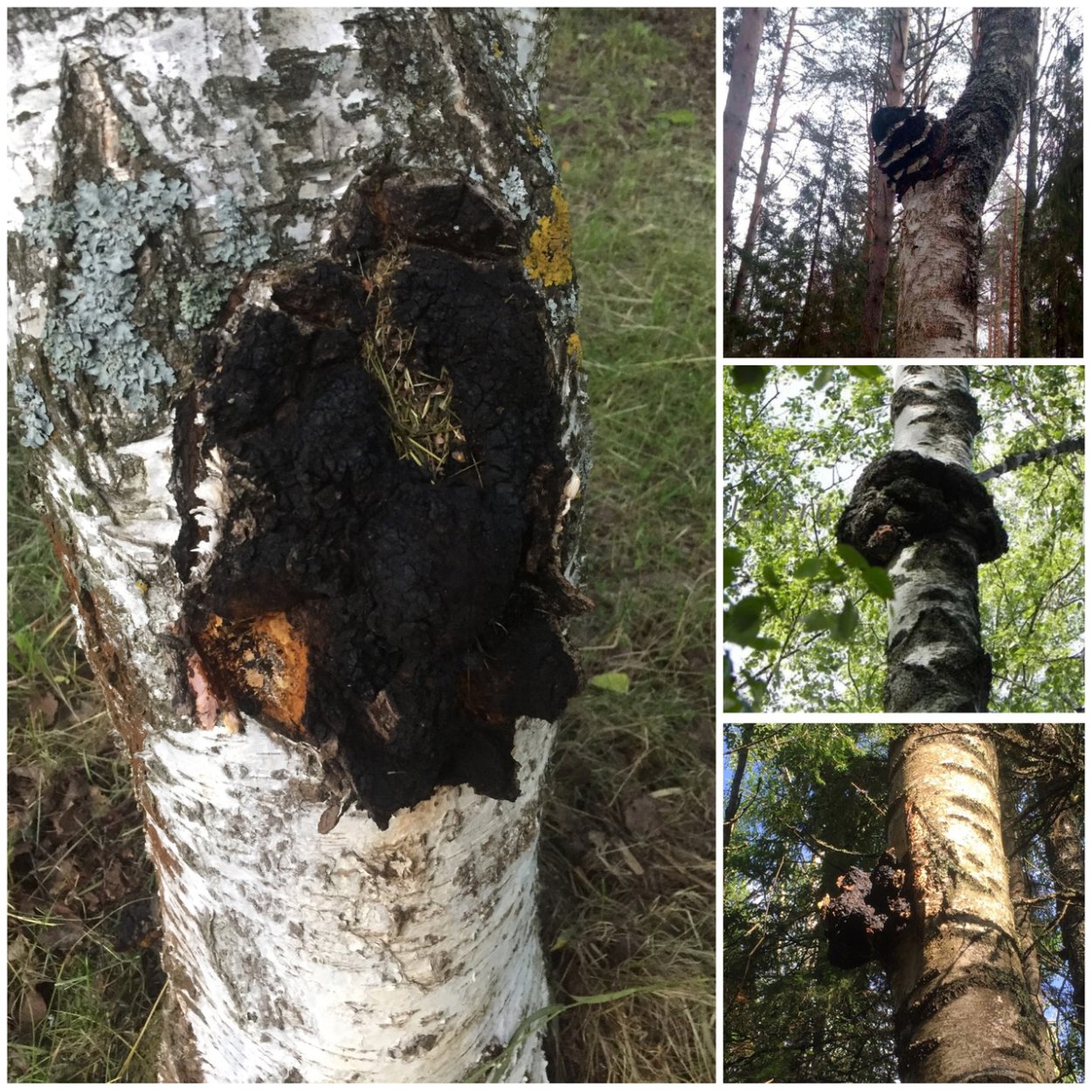 Березовая чага гниль