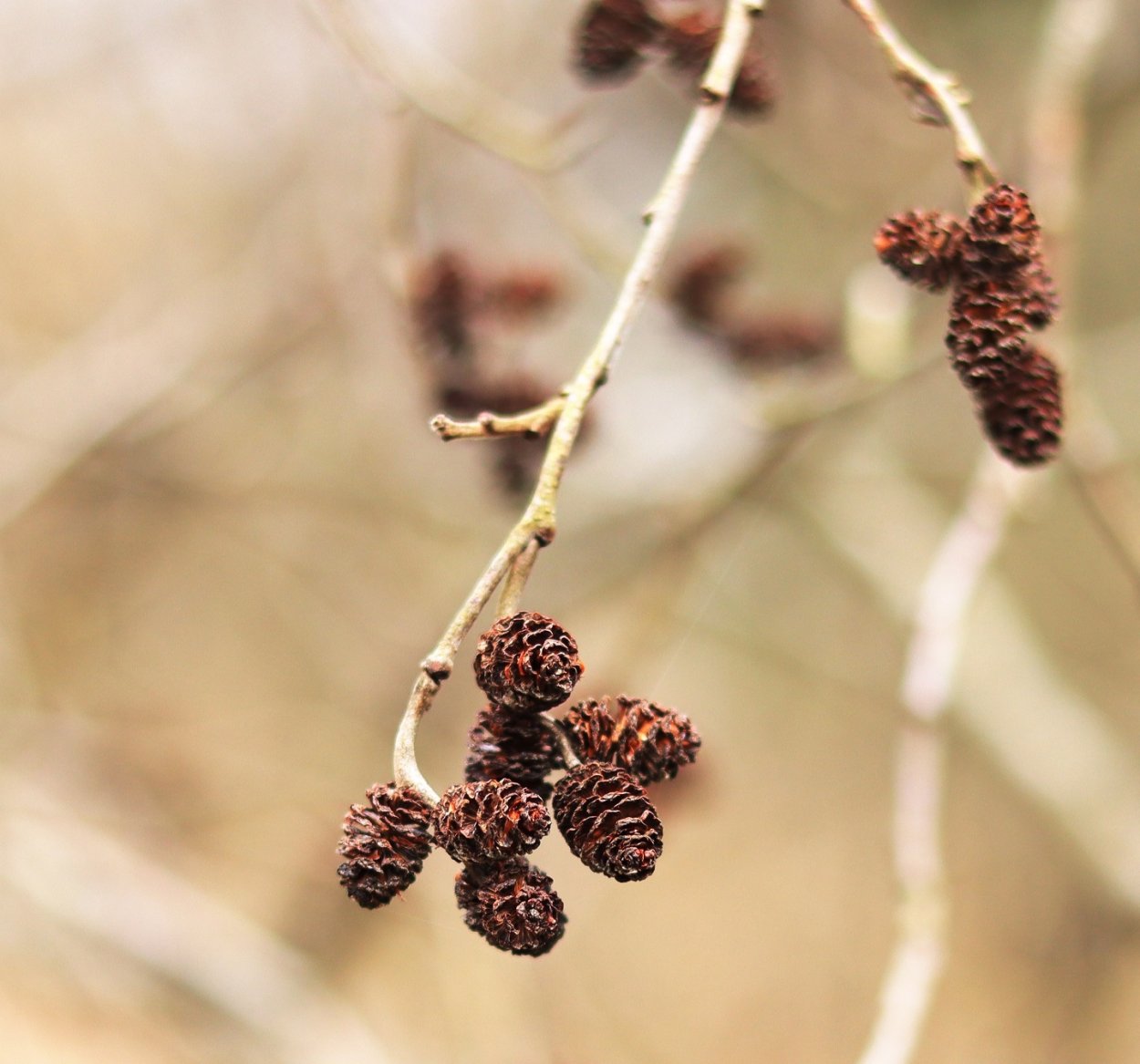 Маленькие шишки