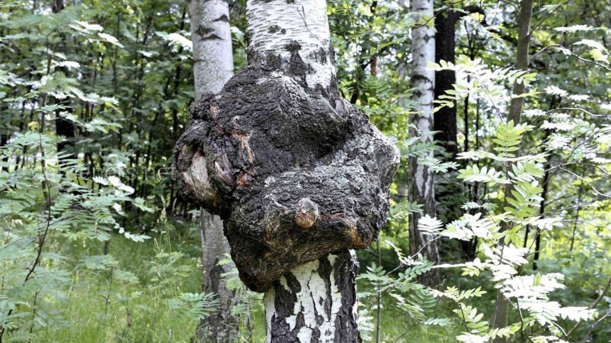 Чага на Березе