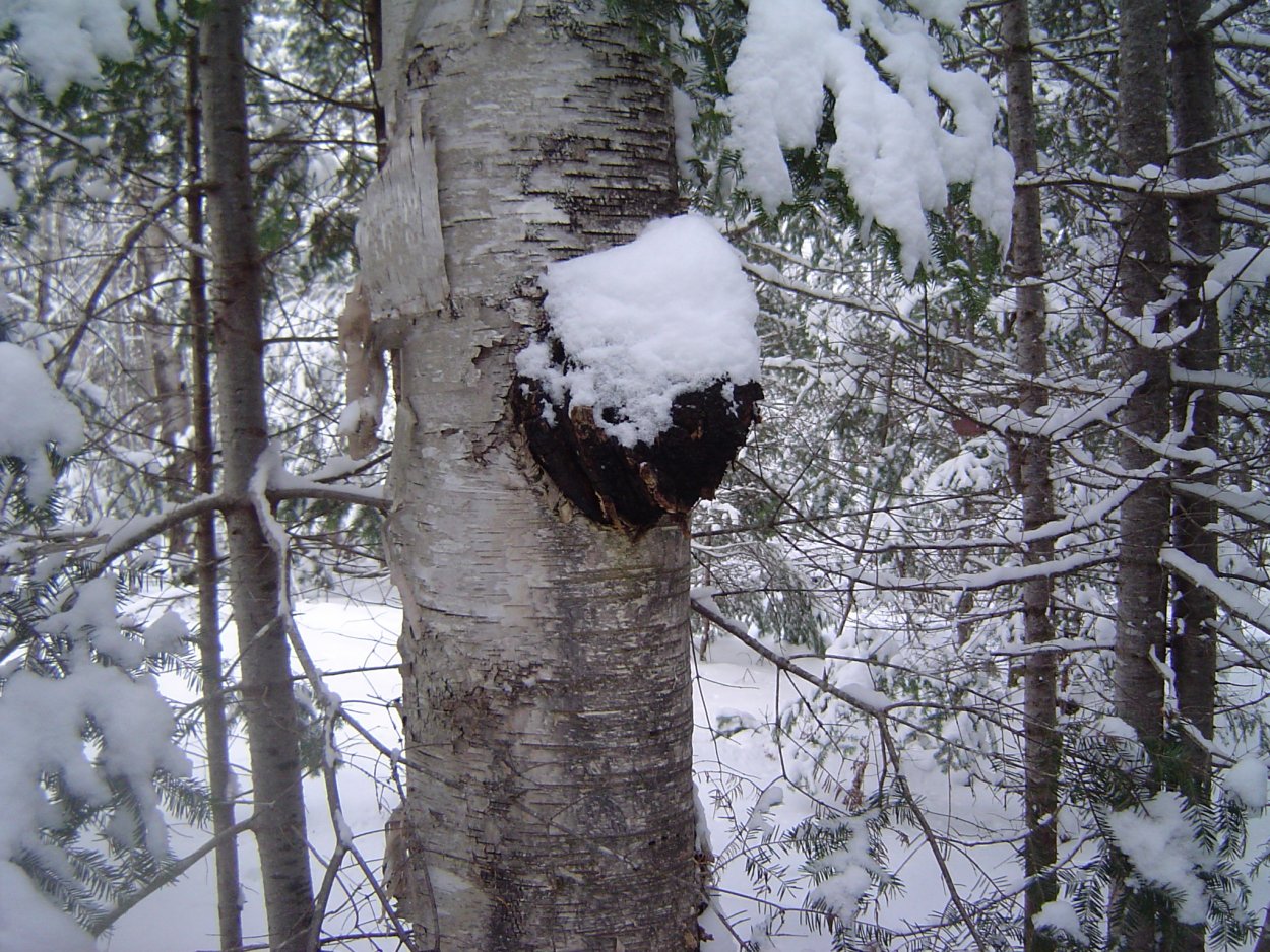 Чага гриб зима