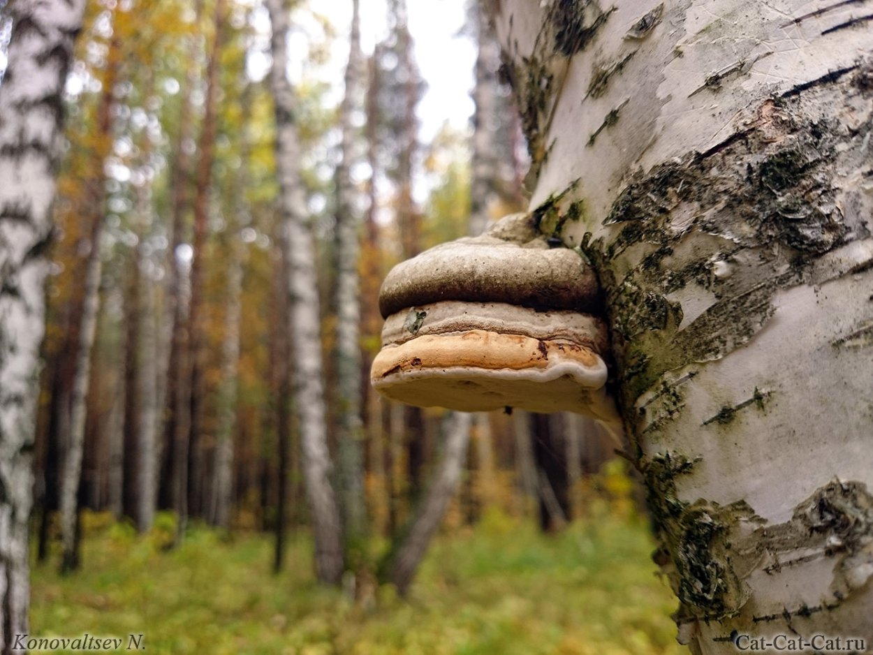 Молодой гриб чага фото