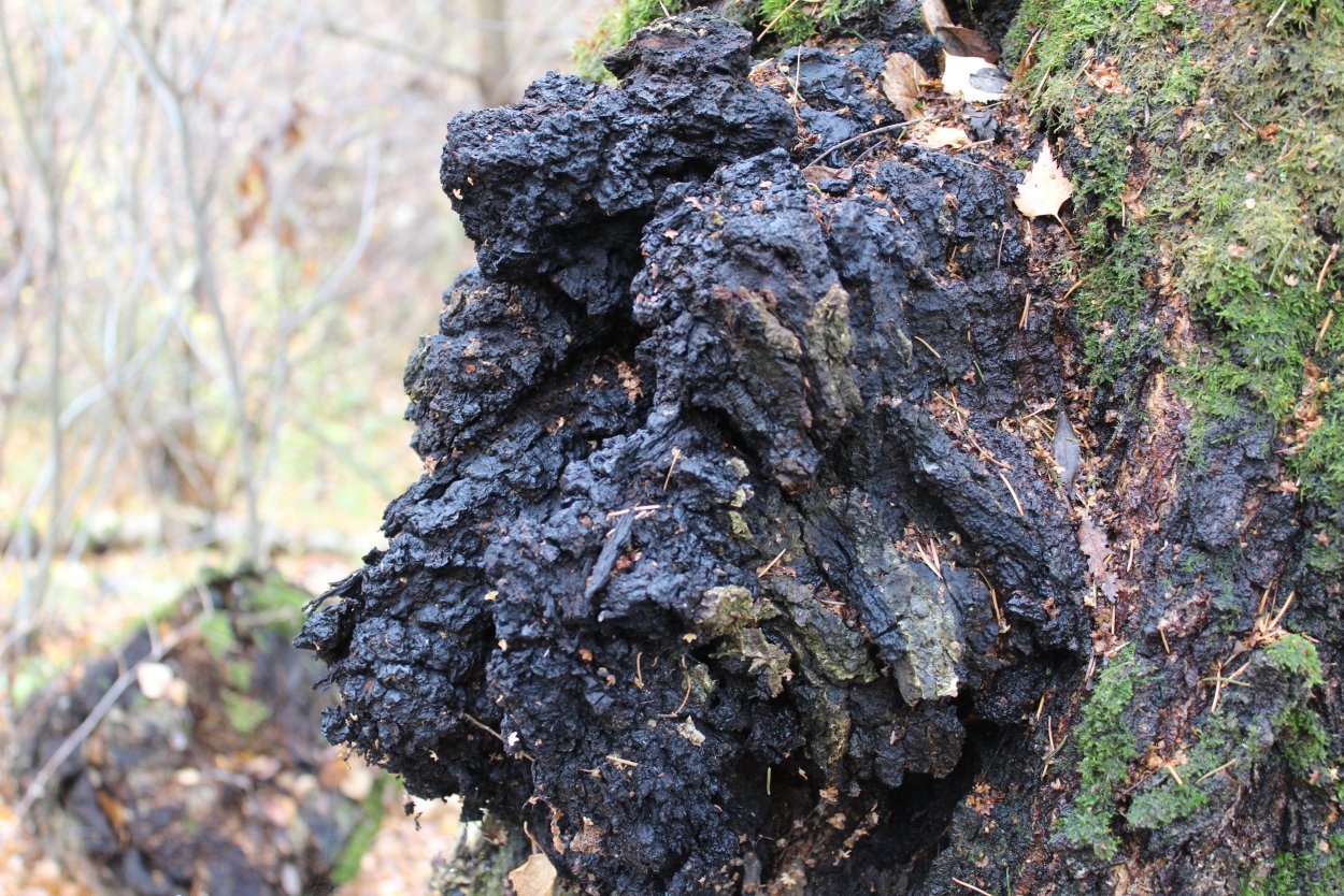 Кора чаги