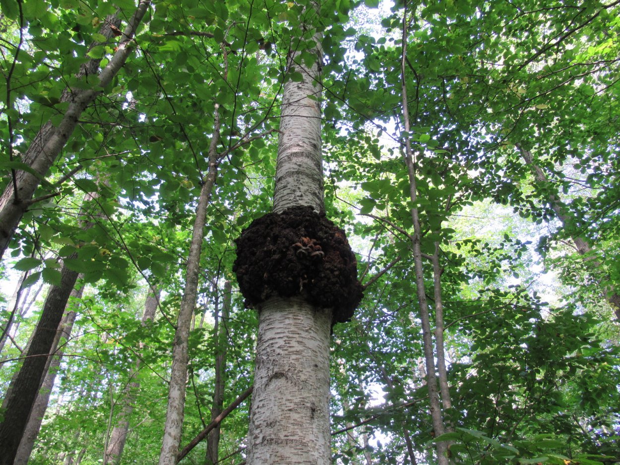 Чага (березовый гриб)