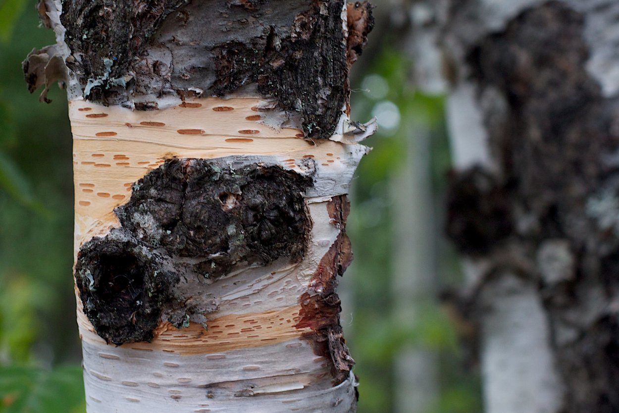 Гриб чага на Березе