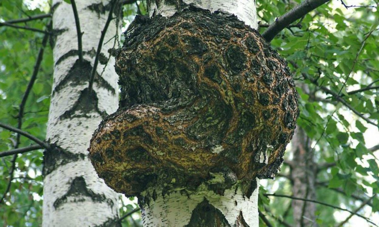 Чага на Березе