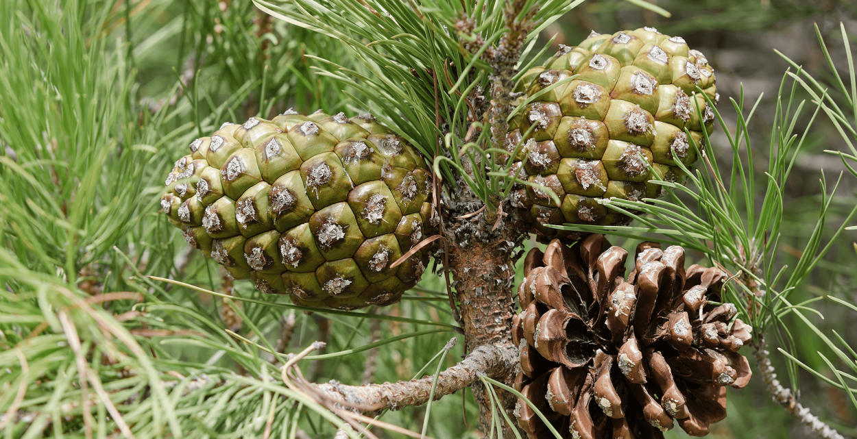 Орехи Пинья