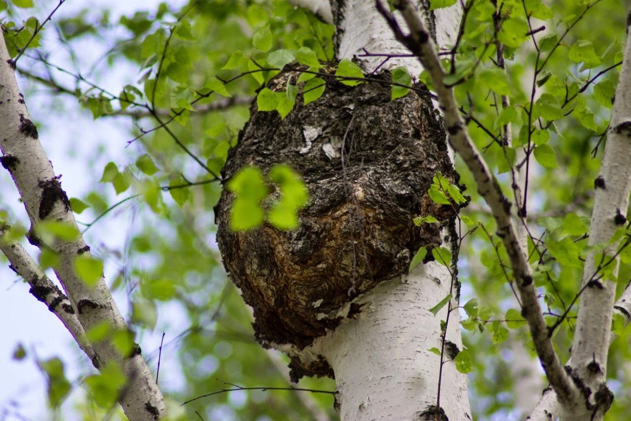 Чага Амурская область