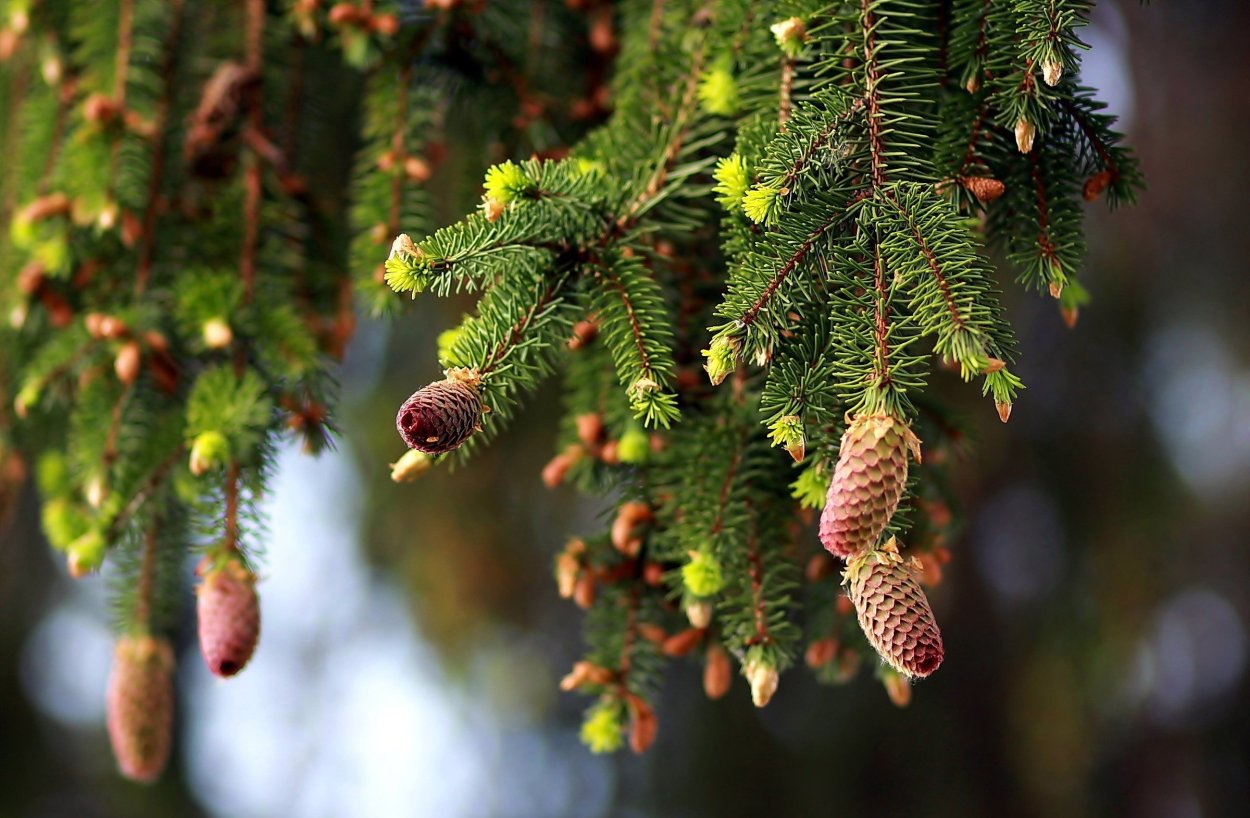 Еловая, Пихтовая, Сосновая лапы
