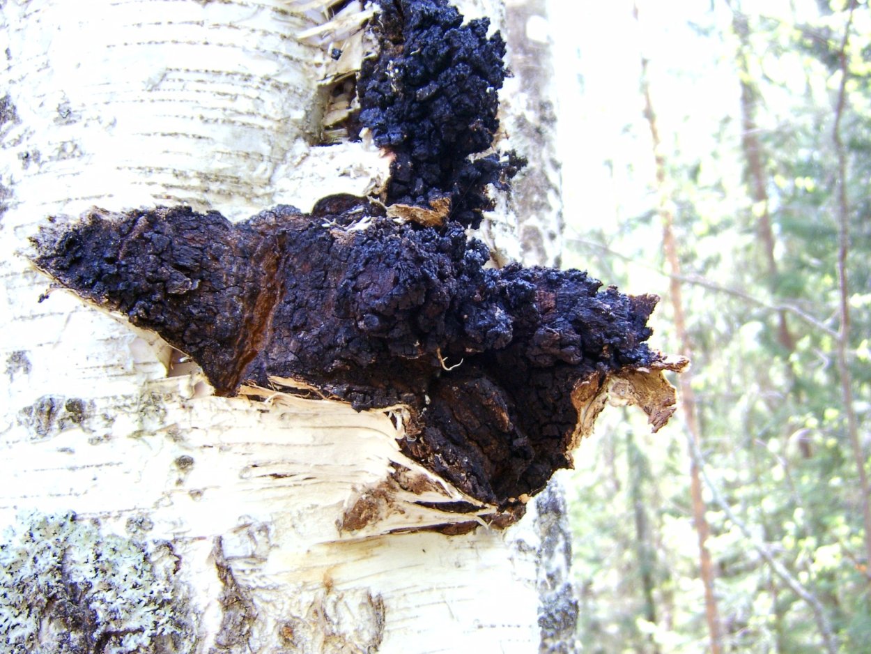 Древесный гриб чага