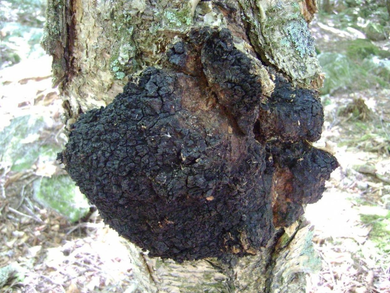 Чага (березовый гриб)