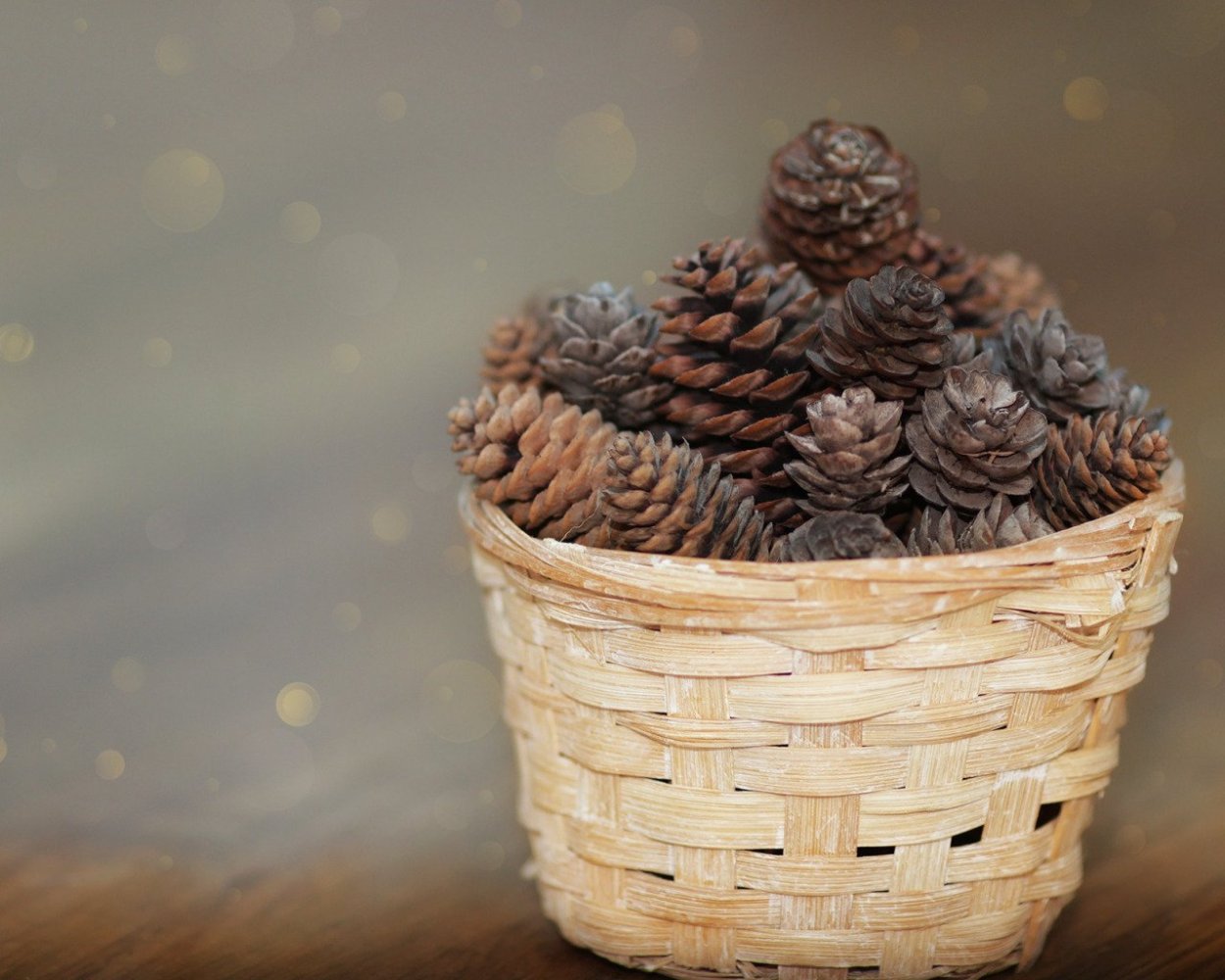 Семенная чешуя лиственница Сибирская