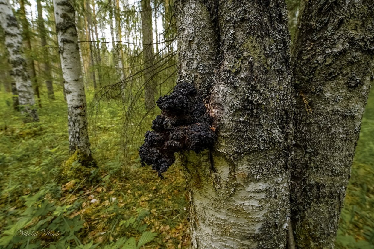 Чага на Березе