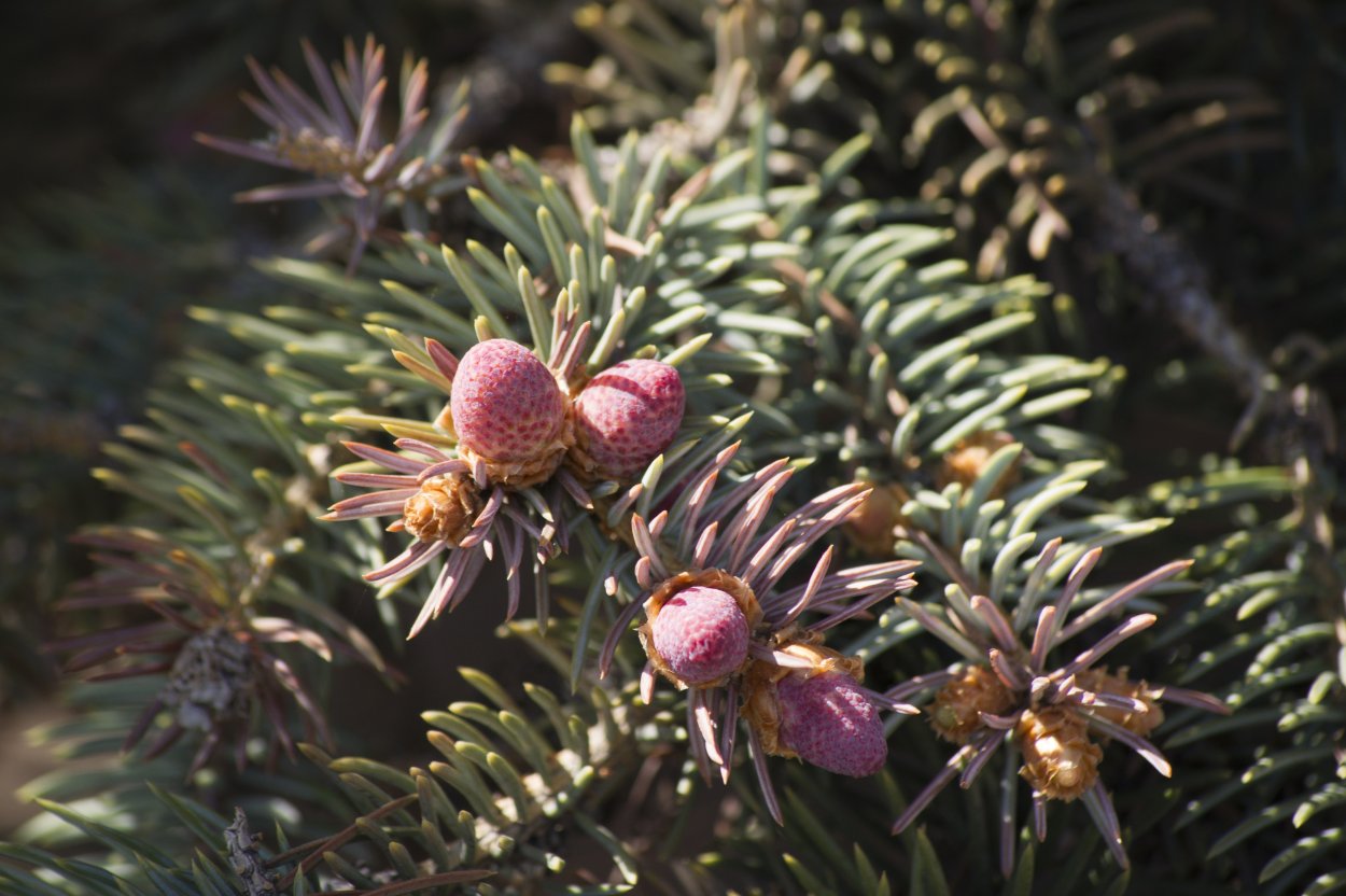 Дерево ч маленькими шишечками