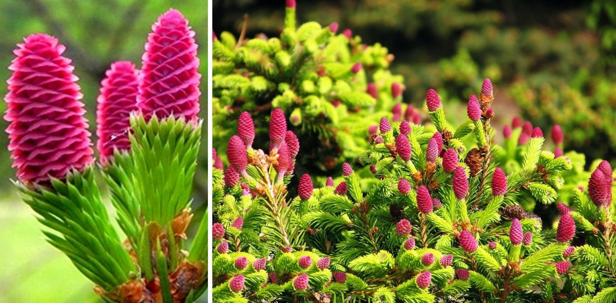 Ель лиственница можжевельник шишки