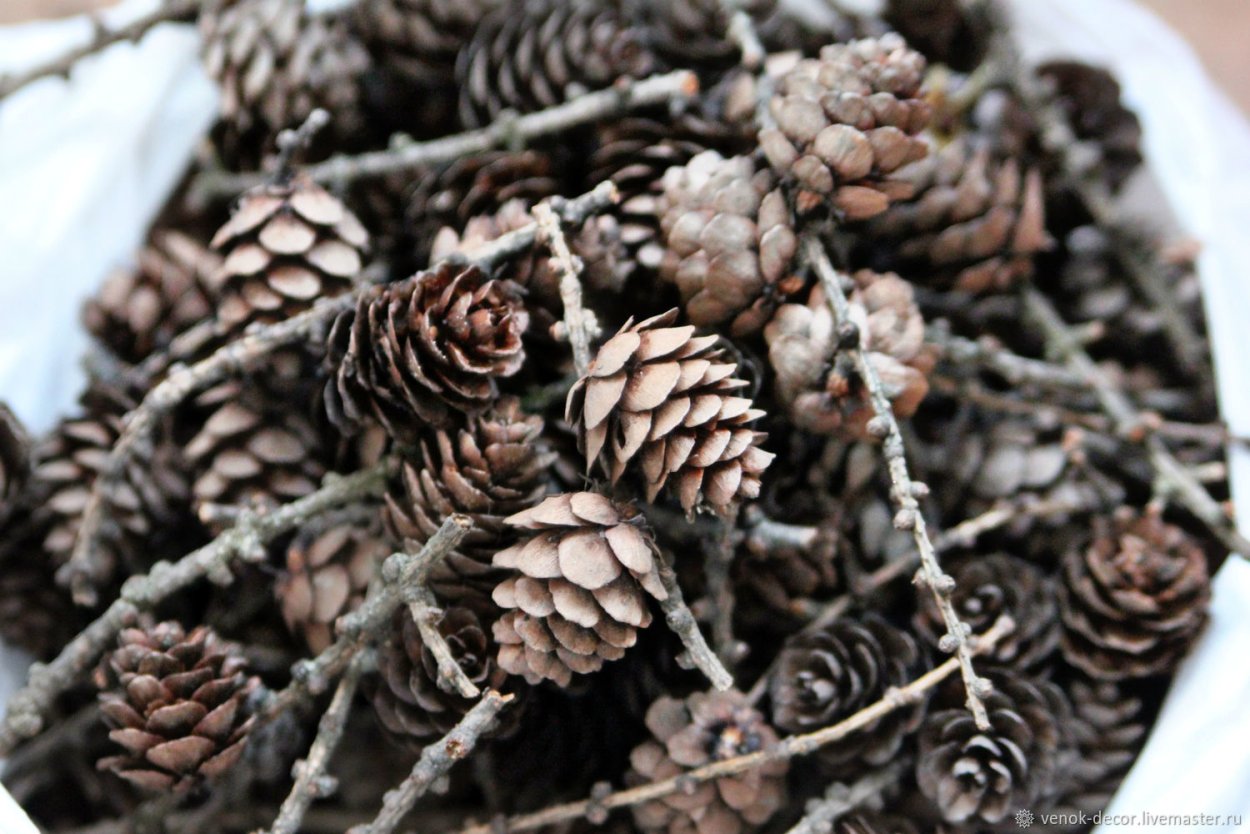 Бонсай из шишки сосны