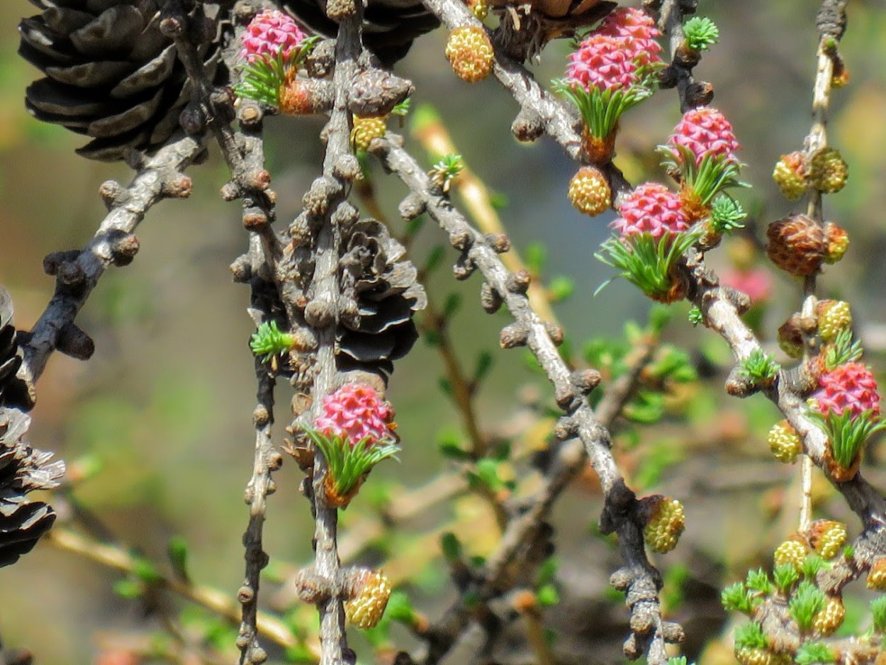 Большой статный рост странная маленькими шишками