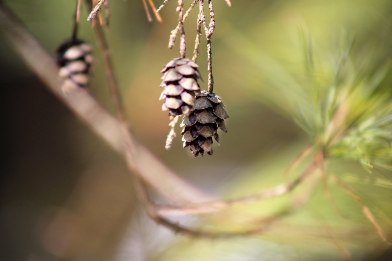 Маленькие шишки
