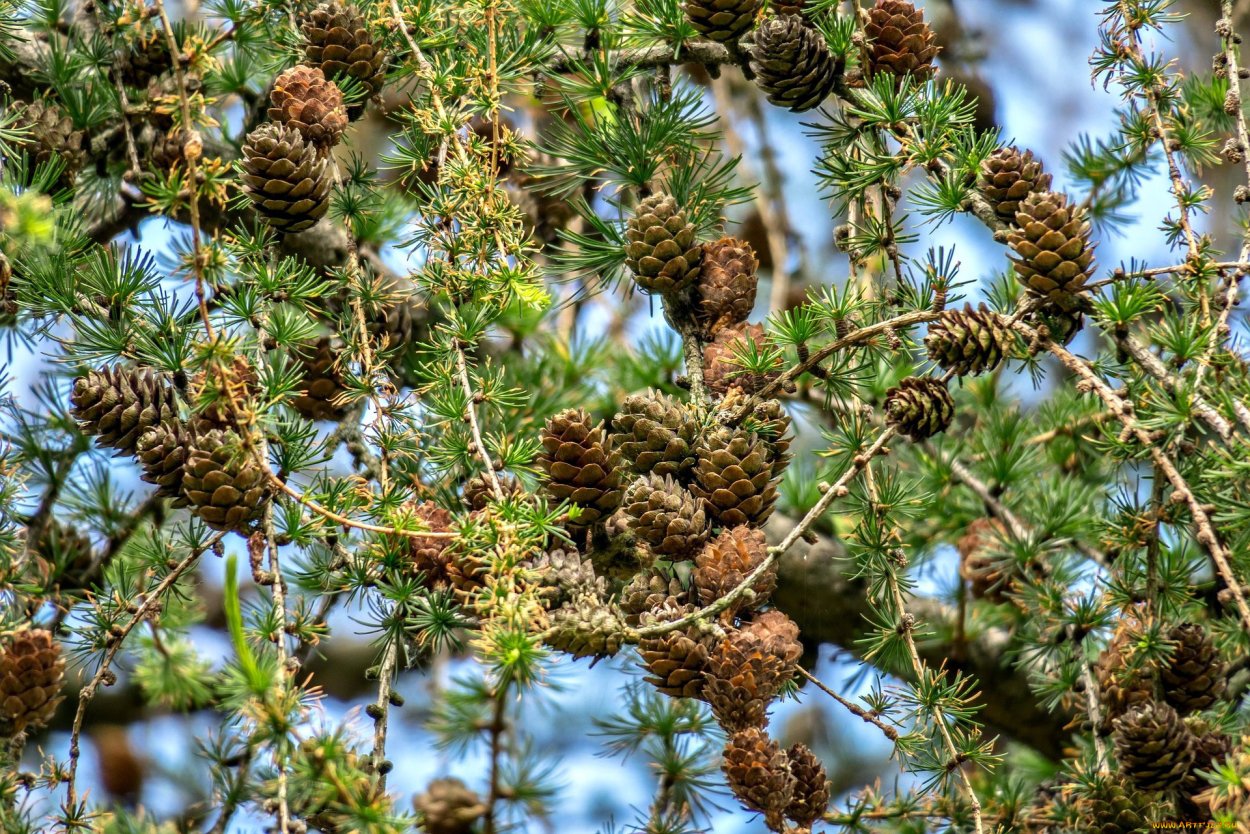 Сосна Алеппская шишки